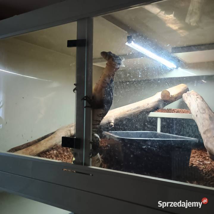 Para waranów leśnych terrarium Kraśnik