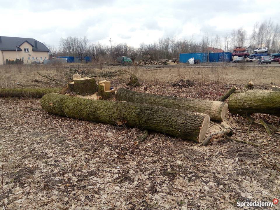 Dęby super Wołomin sprzedam