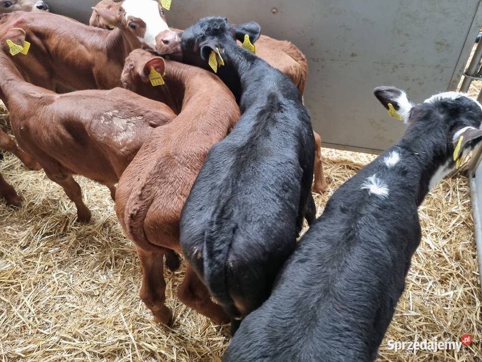 sprzedam cielaki byczki I jaloszki ras mięsnych łódzkie Łódź sprzedam