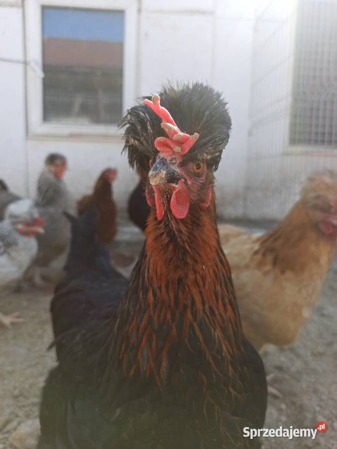 Jaja lęgowe czubatka staropolska Krupe sprzedam