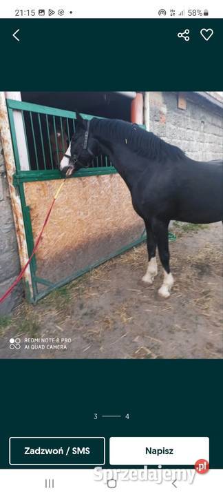 Ogier oldenburski pablo Wieruszów