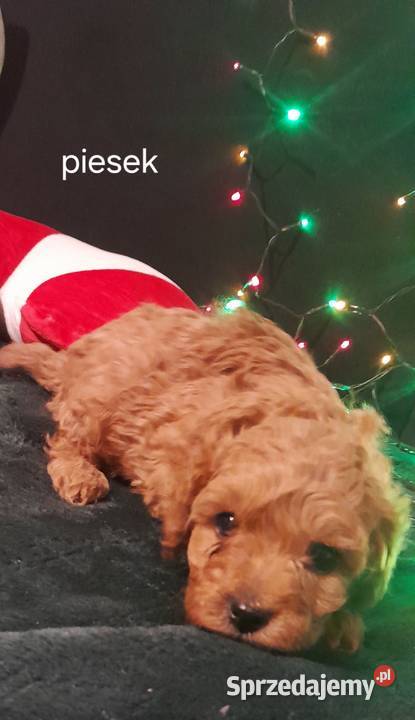 Cavapoo f1b lubelskie Józefów nad Wisłą sprzedam