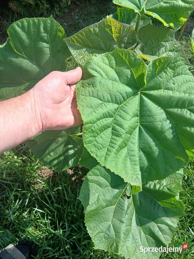 Drzewa tlenowe paulownia omszana oxygen tree Sochaczew sprzedam