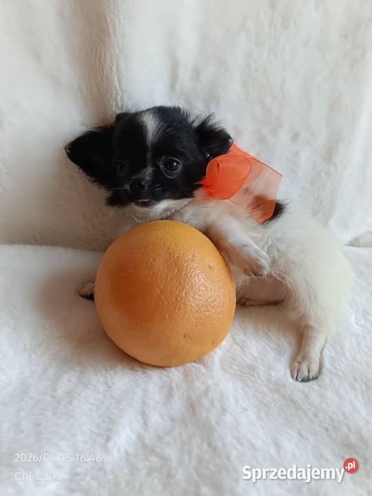 Chihuahua chłopiec długowłosy smczyk piesek Inowrocław