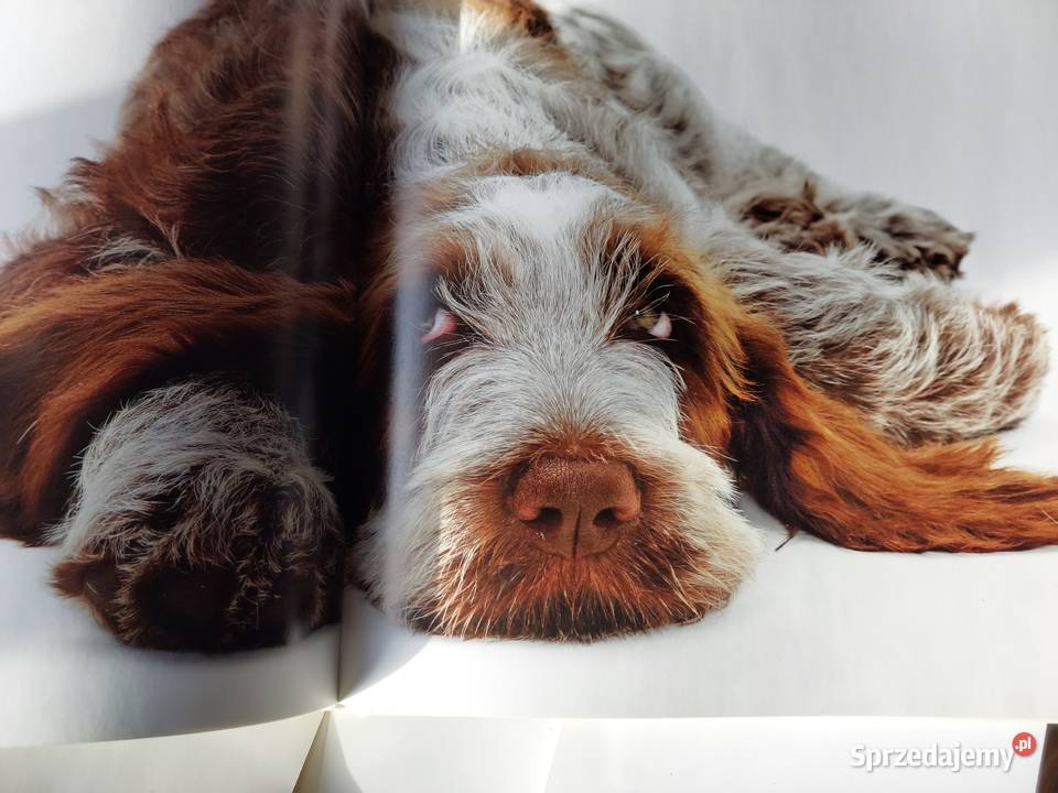 Książka Album Pieski Świat Wrocław