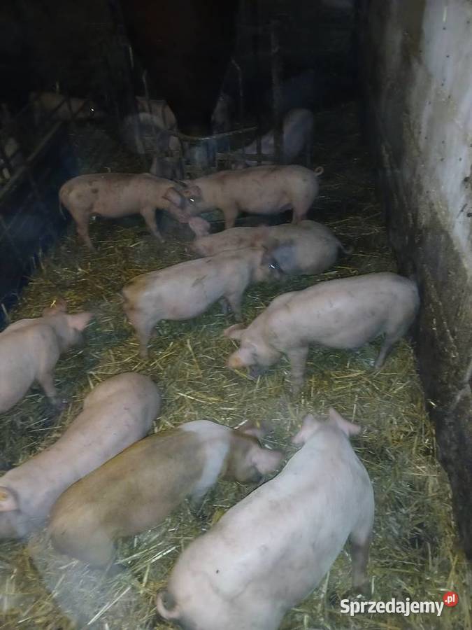 Sprzedam warchlaki Zwierzęta Dęby Szlacheckie