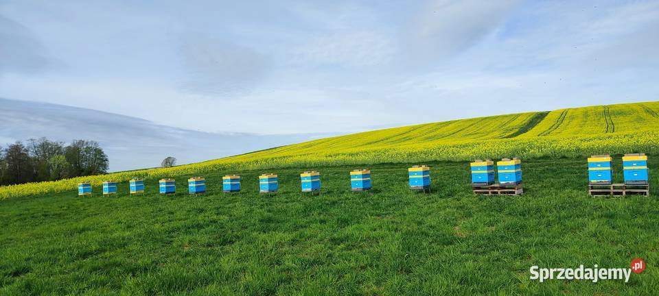 Wczesne ODKŁADY PSZCZELE 2025 R MOCNE ROJE Pszczelarstwo Klecza Dolna