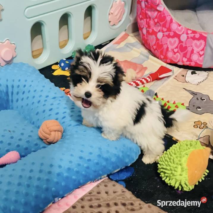 York Biewer cudeńko z Bajki Do odbioru Wrocław