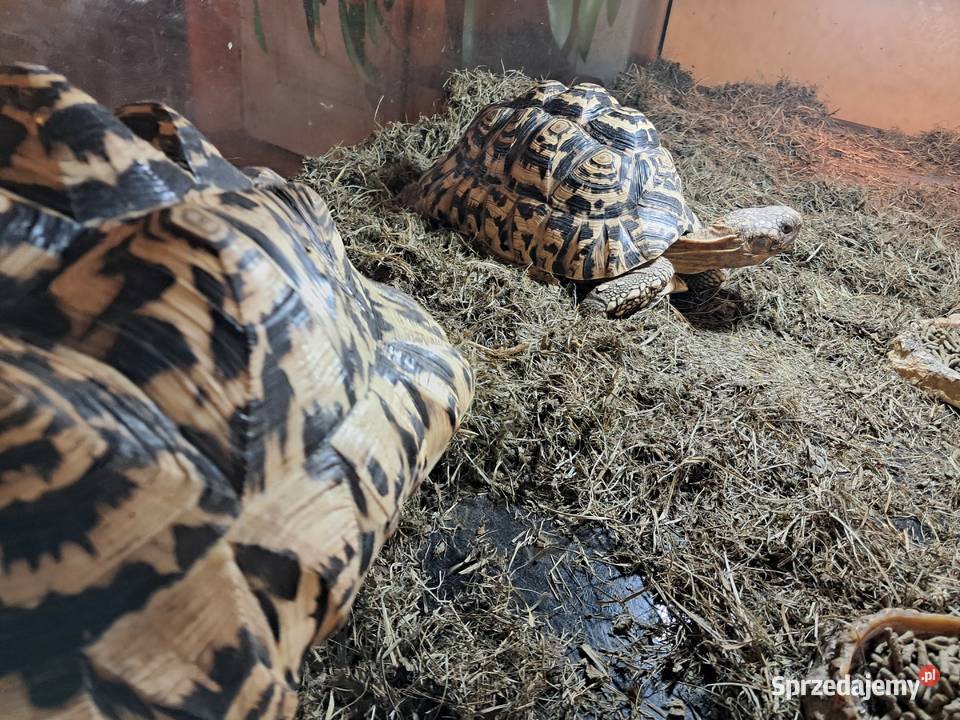 Żółwie lamparciepara małopolskie Niepołomice