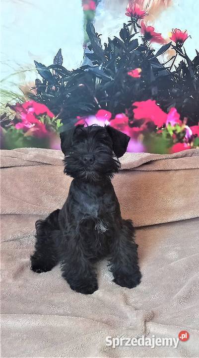 Sznaucer miniaturowy czarny małopolskie Tarnów sprzedam