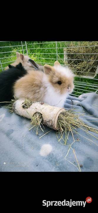 karzełek teddy królik miniaturka mini lop mini Rzeszów sprzedam