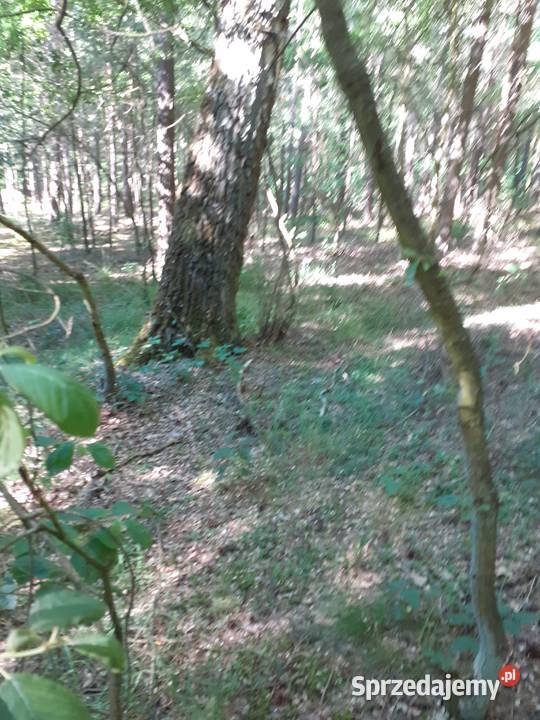 Działka leśna 215ha Las mieszany Korczyska gm