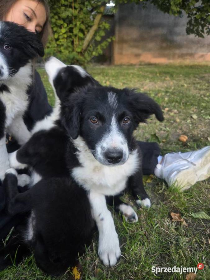 Border Collie szczeniak Rogów sprzedam