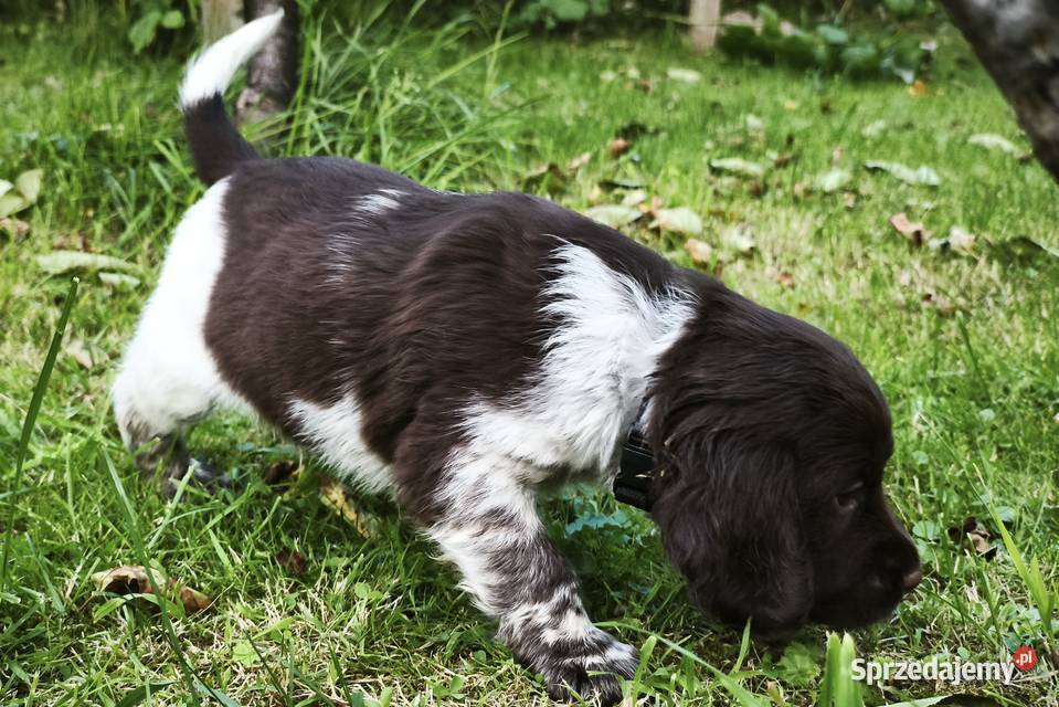 Polski Spaniel Myśliwski szczenięta Rabka-Zdrój
