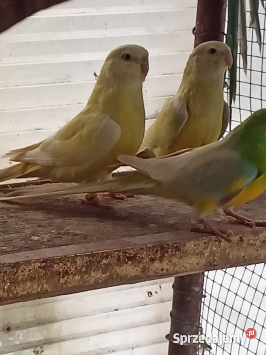 Papugi Dorosłe Pary Ślask śląskie Czechowice-Dziedzice