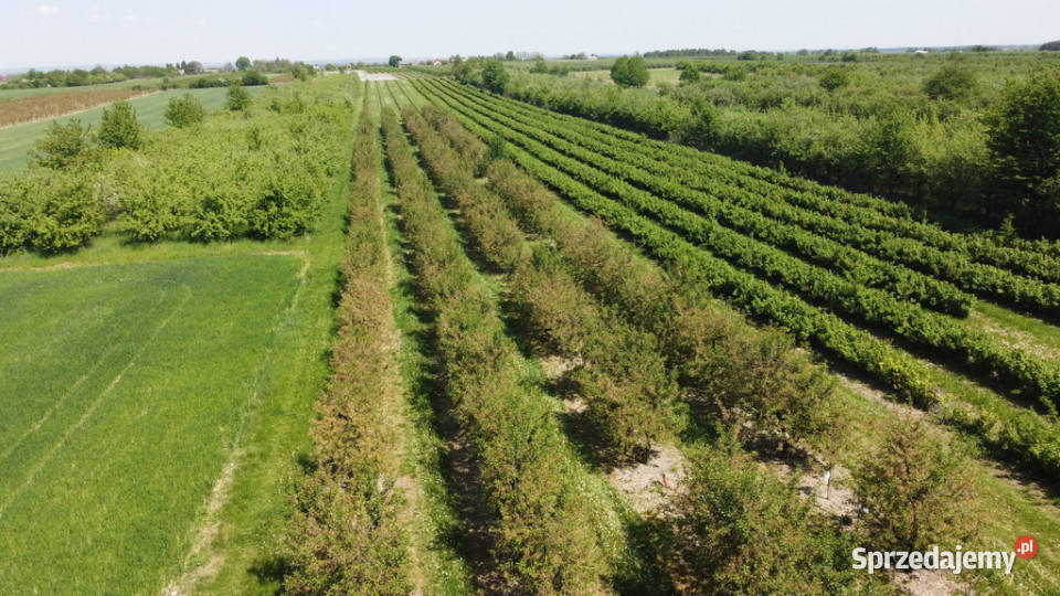 Działka rolnobudowlana w Kamieniu Kolonii Kamień-Kolonia sprzedam