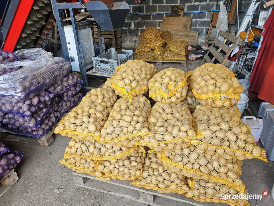 Ziemniaki sadzeniaki Baltic Rose i Soraya Kolosy
