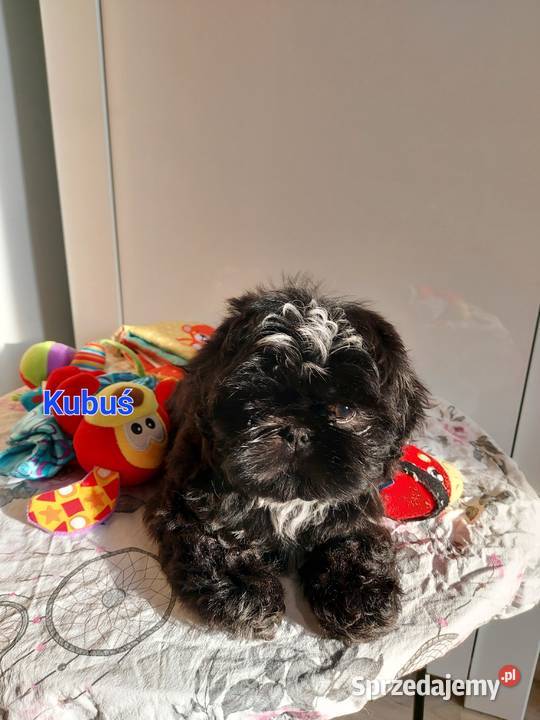 Shihtzu Shih Tzu Częstochowa