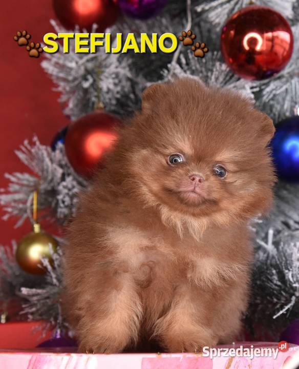 Pomeranian Boo Szczenięta w kolorze CHOCOLATE Szpic miniaturowy Walentynów sprzedam