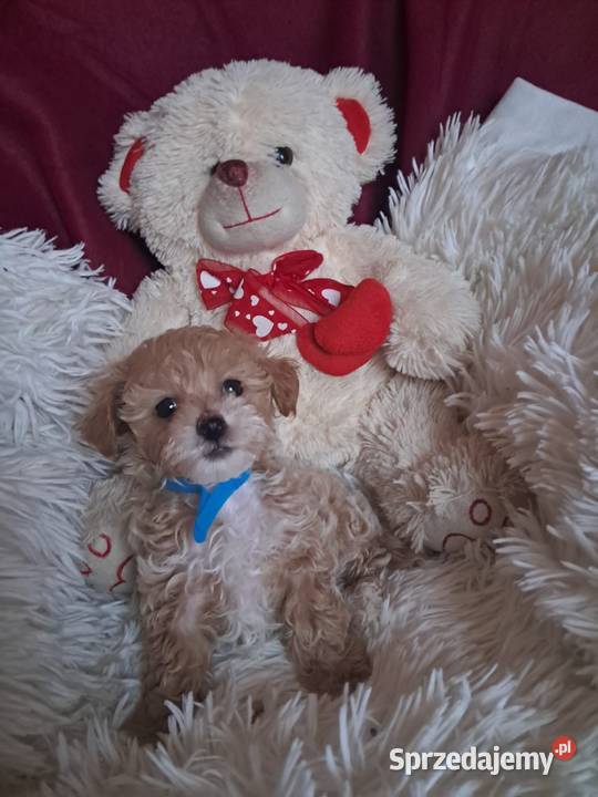 Maltipoo piesek mama maltańczyk tata pudel toy Busko-Zdrój