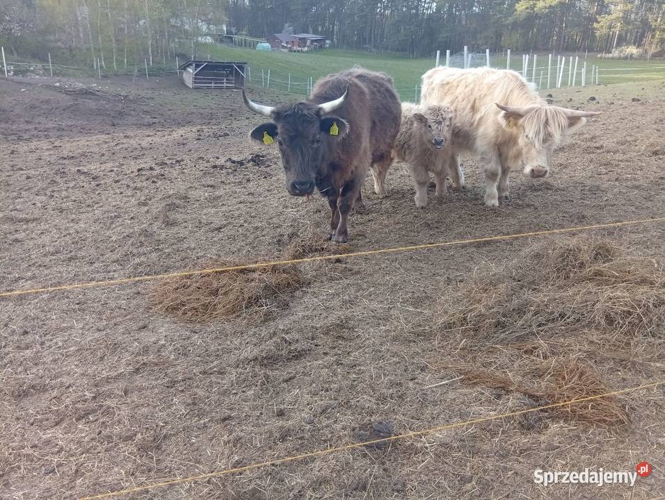 Krowy Highland stado 12 bydło mięsne szkockie Płachty