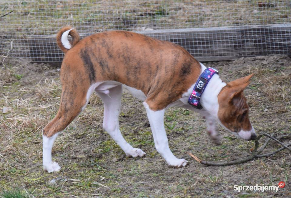Basenji szczeniaki championach Dostępne stycznia warmińsko-mazurskie Olsztyn sprzedam