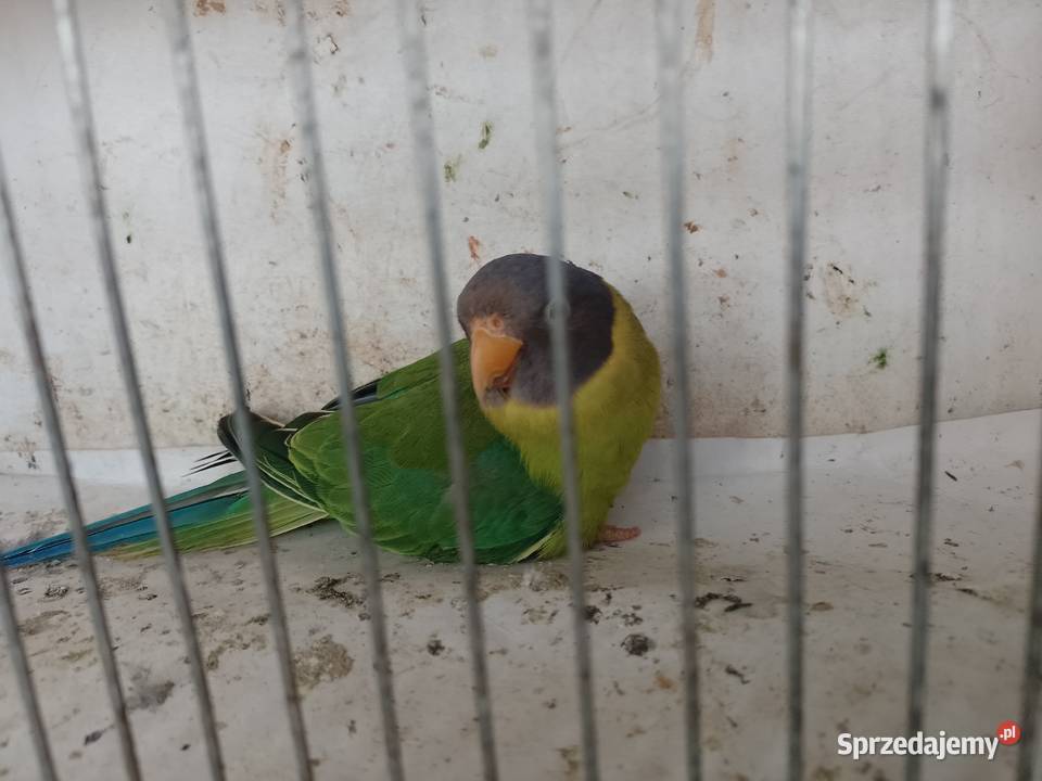 Aleksandretty Sliwoglowa małopolskie Bochnia sprzedam