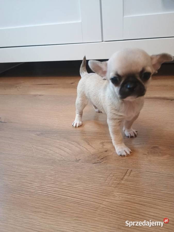 Chihuahua malutka sunia łódzkie Łękińsko