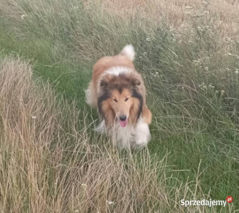 Pies Owczarek Szkocki Collie wielkopolskie Koźmin Wielkopolski