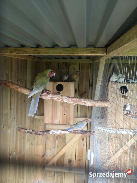 Rozella rozelle królewska bialolicq Lubosz