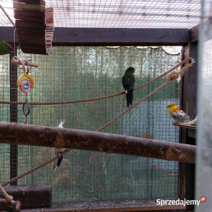 Sprzedam papugi Serby sprzedam