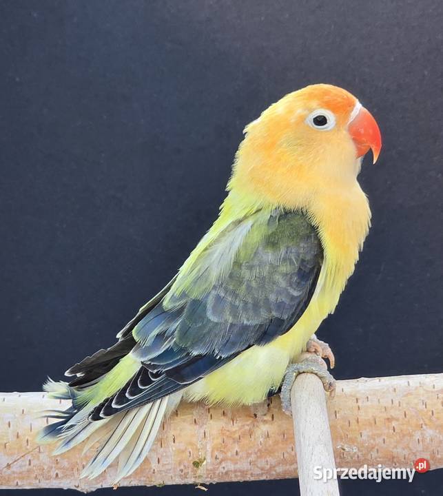 Nierozłączki fischer młode do oswojenia I Kraków