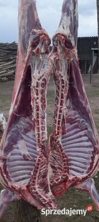 Kozie mięso tuszki kozina kozięcina ekologiczne kujawsko-pomorskie Brzoza