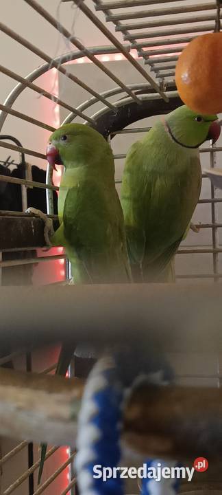 Zamienię parę Aleksandrett Bydgoszcz