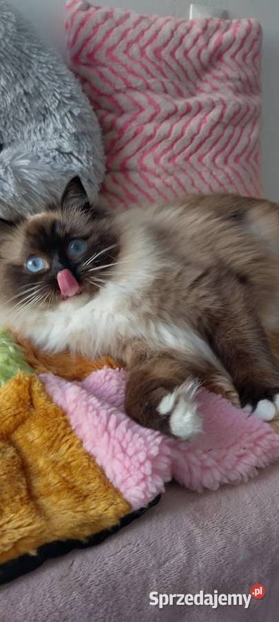 Kotka roczna ragdoll Wrocław