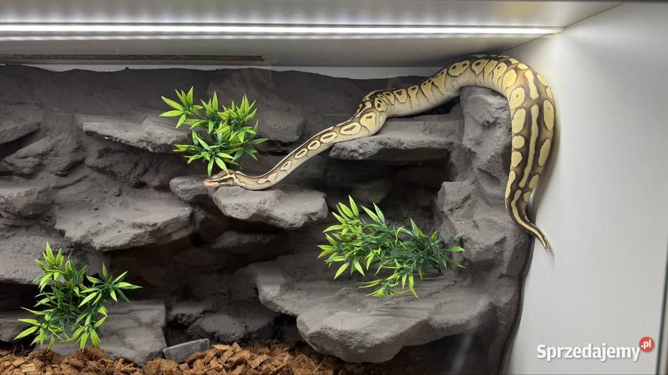 Pyton królewski kompletne terrarium gotowy śląskie