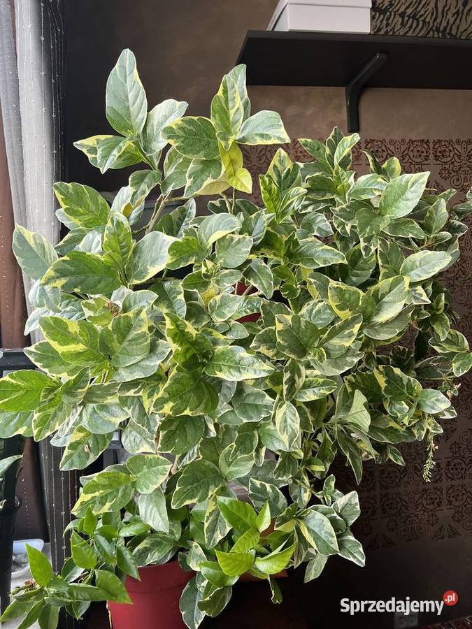 Pseuderanthemum roślina doniczkowa Warszawa sprzedam