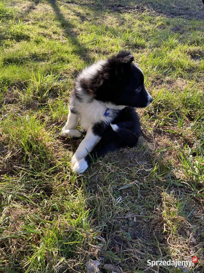 Szczeniaki border collie Biała Góra