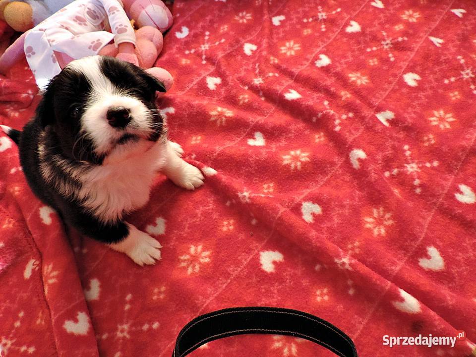 Border collie piękne mądre pieski i suczki Kołobrzeg