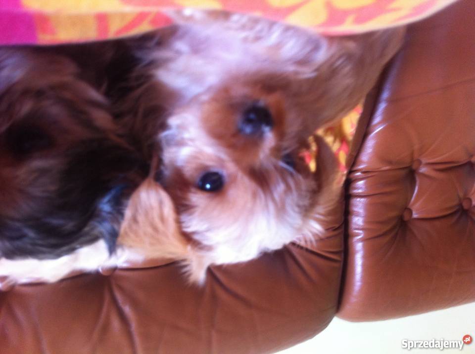 Śliczne i wyjątkowe białe Yorki