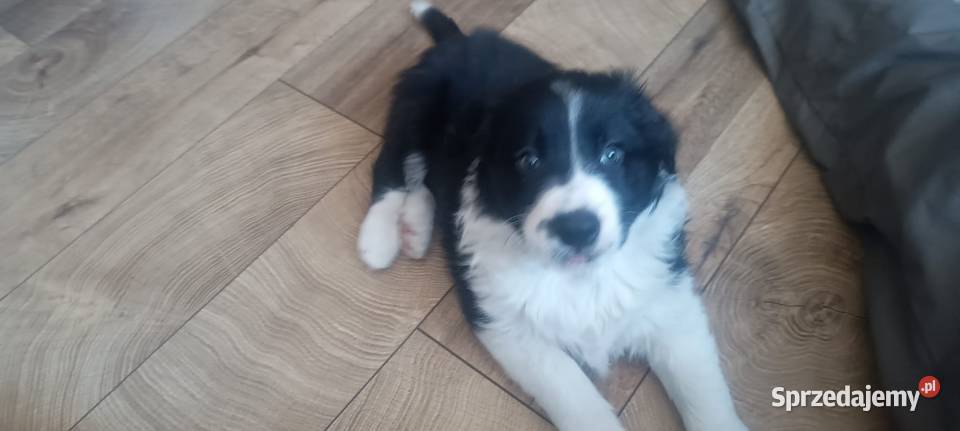 Border collie Pozostałe Stankowo