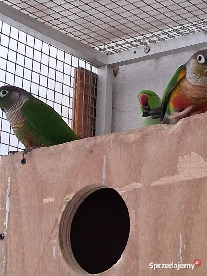 Sprzedam Papugi Bestwina sprzedam