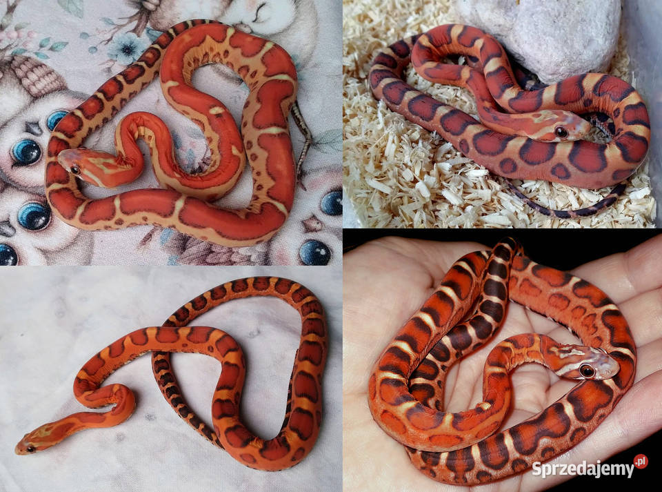 Wąż zbożowy SCALELESS węże zbożowe bezłuskie Warszawa
