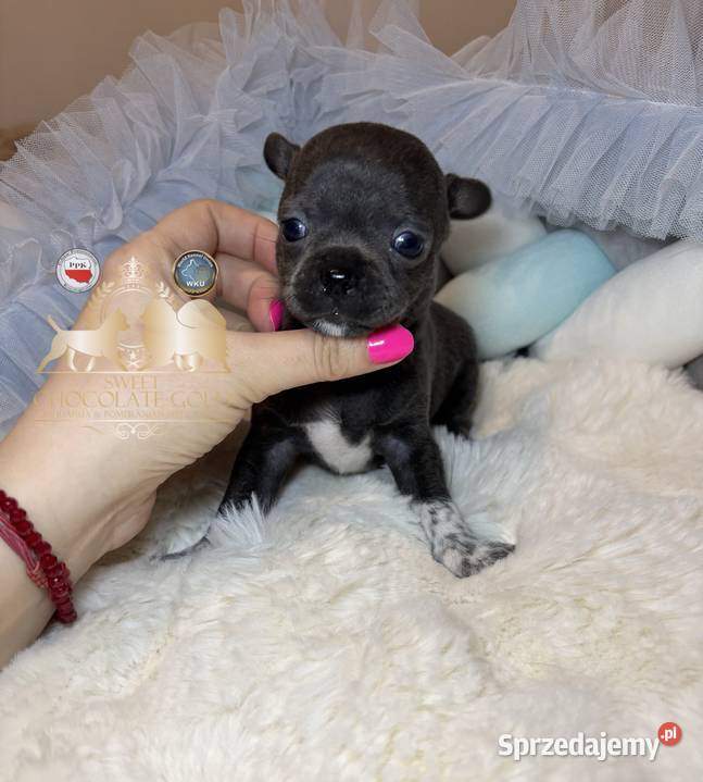 Chihuahua piesek krótkowłosy niebieski Blue łódzkie Bełchatów