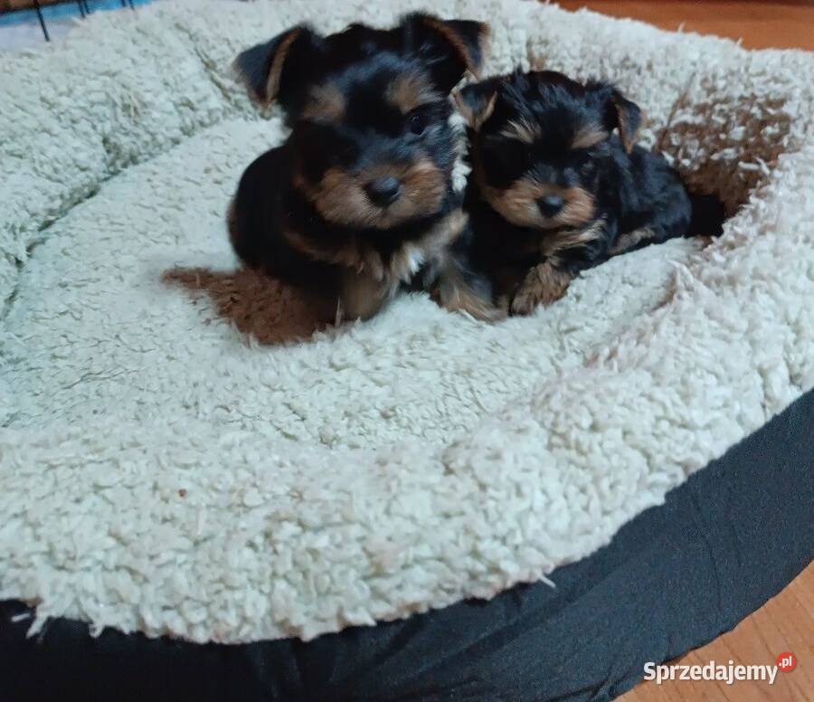 Yorkishe terrier suczki śląskie Żory