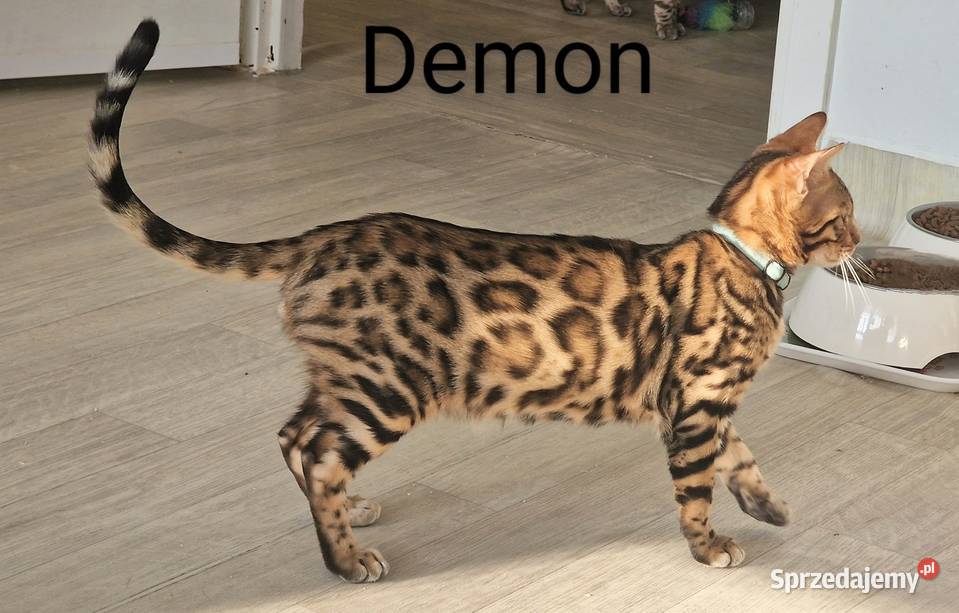 Kot bengalski DEMON