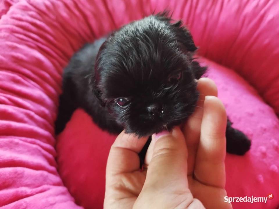 Shih Tzu Prześliczne Czarne Maluszki Malutkich śląskie Dąbrowa Górnicza