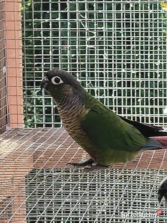 Sprzedam rudosterki mazowieckie