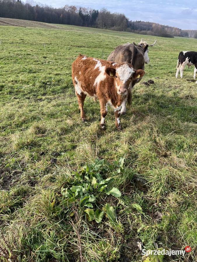 Sprzedam byczki Nowinka sprzedam