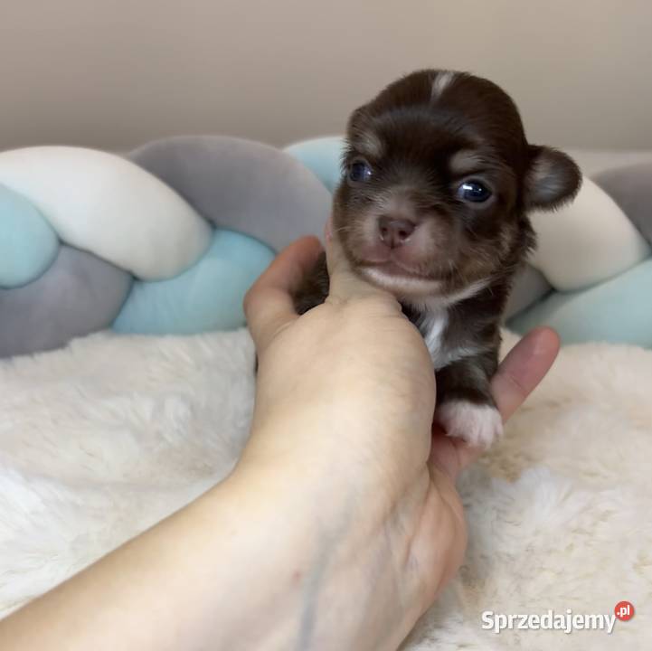 Chihuahua mini piesek czekoladowy długowłosy Chihuahua